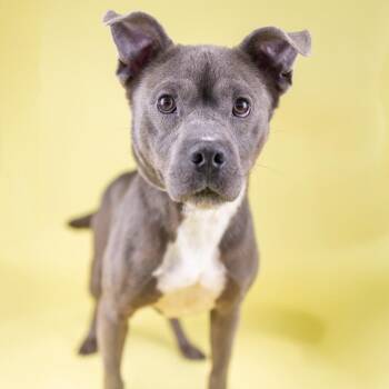 Pit Bull Terrier Dogs Available for Adoption - Allan | PetCurious