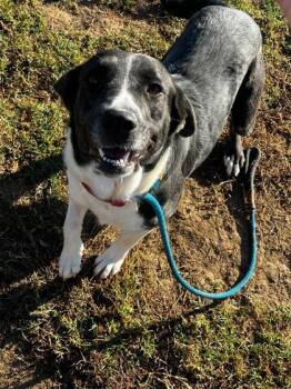 Rescue Border Collie Dogs for Adoption in Sevierville, Tennessee - Licorice | PetCurious