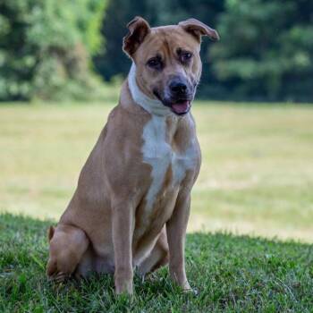 Victoria -  Labrador Retriever and Mixed Breed Dog for Adoption in Henderson, Kentucky - Victoria | PetCurious
