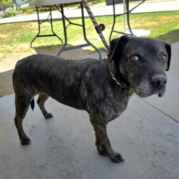 AZALEA -  Labrador Retriever and Mixed Breed Dog for Adoption in Long Beach, California - AZALEA | PetCurious