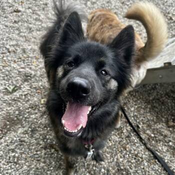 Xanthia -  Mixed Breed Dog for Adoption in West Olive, Michigan - Xanthia | PetCurious