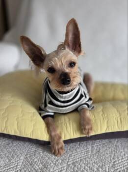 Rescue Yorkshire Terrier Dogs for Adoption in Johns Creek, Georgia - Pookie | PetCurious