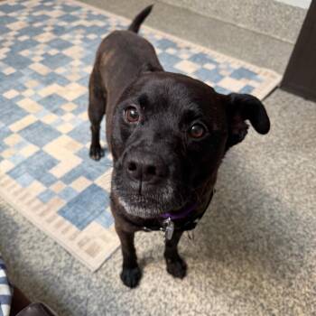 Aslan -  Boxer and Mixed Breed Dog for Adoption in Falls Church, Virginia - Aslan | PetCurious