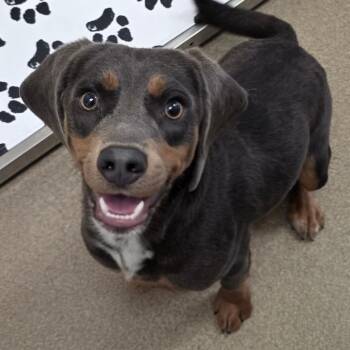 Bingo -  Mixed Breed Dog for Adoption in Chatham, Virginia - Bingo | PetCurious