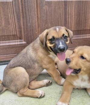 Peanut Butter -  Shepherd Dog for Adoption in Manchester, Connecticut - Peanut Butter | PetCurious