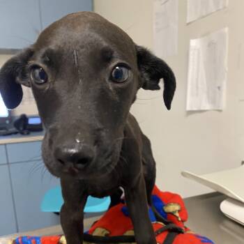 Rescue Mixed Breed Dogs for Adoption in Charleston, West Virginia - Winky | PetCurious