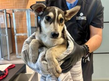 KYLIS -  German Shepherd Dog Dog for Adoption in Rowlett, Texas - KYLIS | PetCurious