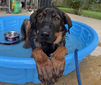 Magnolia "Maggie" -  German Shepherd Dog Dog for Adoption in Memphis, Tennessee - Magnolia "Maggie" | PetCurious