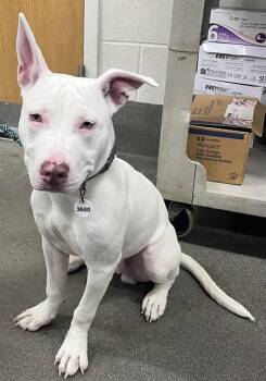Pit Bull Terrier Dogs Available for Adoption - JEEZY | PetCurious