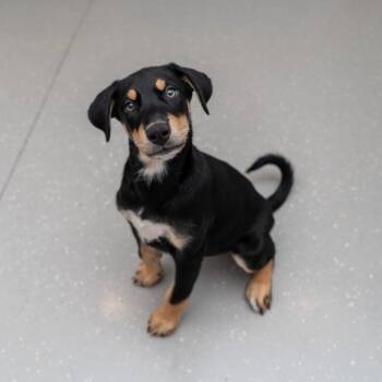 Chrome -  Doberman Pinscher and Mixed Breed Dog for Adoption in New York, New York - Chrome | PetCurious