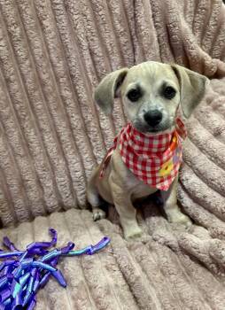 Skye -  Chihuahua and Spaniel Dog for Adoption in Corona, California - Skye | PetCurious