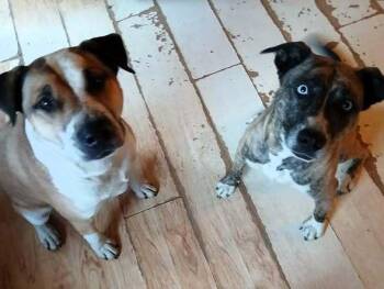 Catahoula Leopard Dog and Boxer Dogs Available for Adoption - Marley | PetCurious