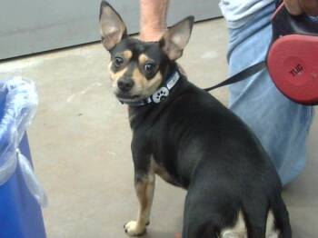 PALO -  Mixed Breed Dog for Adoption in Dallas, Texas - PALO | PetCurious