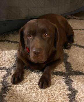 Labrador Retriever Dogs Available for Adoption - Jenna | PetCurious