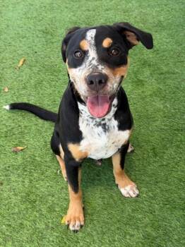 ALPHA -  Terrier Dog for Adoption in Fort Myers, Florida - ALPHA | PetCurious