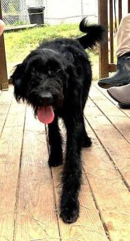 261071  Rip -  Labrador Retriever and Standard Poodle Dog for Adoption in Wetumpka, Alabama - 261071  Rip | PetCurious