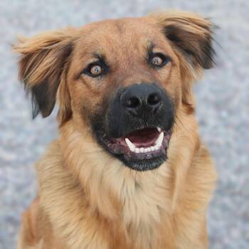 Shepherd and Labrador Retriever Dogs Available for Adoption - Rudy | PetCurious