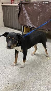 Rescue Pit Bull Terrier and Mixed Breed Dogs for Adoption in Conroe, Texas - INKY | PetCurious