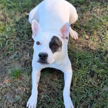 Jill -  Mixed Breed Dog for Adoption - Jill | PetCurious