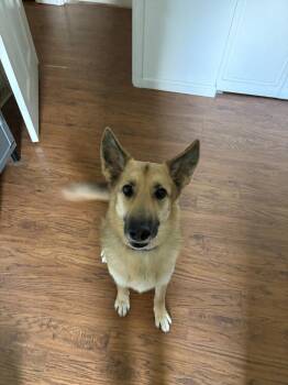 German Shepherd Dog Dogs Available for Adoption - Jenny | PetCurious