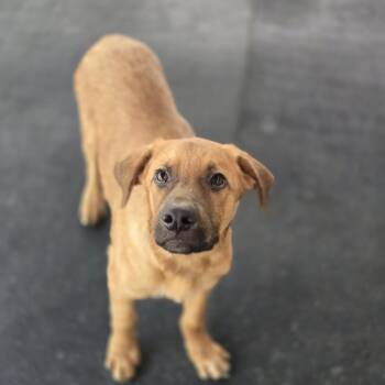 Fig -  Labrador Retriever and Shepherd Dog for Adoption in Mansfield, Texas - Fig | PetCurious