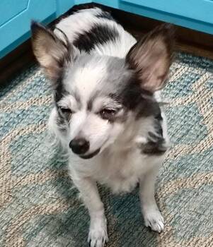 Tallulah -  Chihuahua Dog for Adoption in Ladson, South Carolina - Tallulah | PetCurious