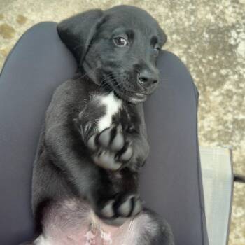 Boston -  Hound and Mixed Breed Dog for Adoption in Columbia, Missouri - Boston | PetCurious