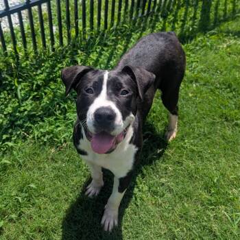 Rescue Boxer Dogs for Adoption in Brownsboro, Alabama - Carl | PetCurious