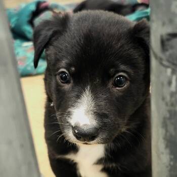 Australian Kelpie Dogs Available for Adoption in Ashland, Ohio - NEO (Video) | PetCurious