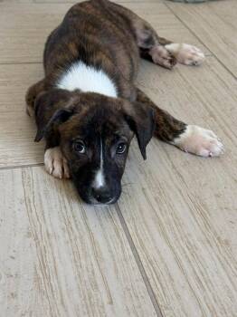 Rocky Flower - Local -  German Shepherd Dog and Plott Hound Dog for Adoption in West Warwick, Rhode Island - Rocky Flower - Local | PetCurious