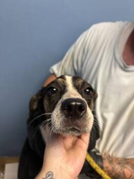 Kenzie -  Australian Cattle Dog Blue Heeler and Mixed Breed Dog for Adoption in Seneca, South Carolina - Kenzie | PetCurious