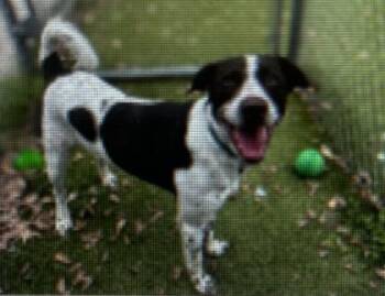 Pointer and Mixed Breed Dogs Available for Adoption in Daytona Beach, Florida - Luke - 2 | PetCurious