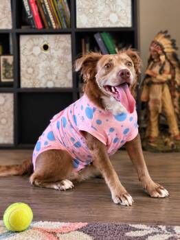 Carmel Delight - now BLUE -  Fox Terrier and Pit Bull Terrier Dog for Adoption in Oswego, South Carolina - Carmel Delight - Now BLUE | PetCurious