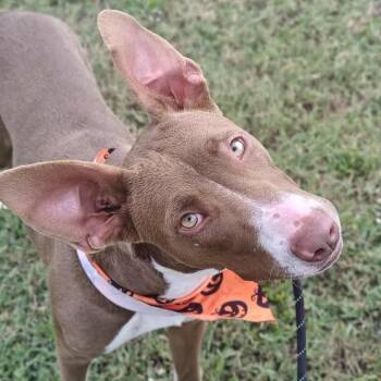 Rescue Pit Bull Terrier Dogs for Adoption in Springdale, Arkansas - Dora | PetCurious