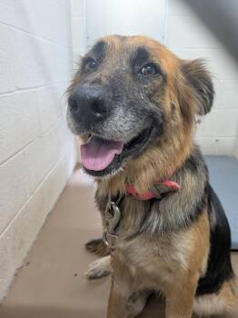 Tokyo -  Shepherd Dog for Adoption in Springfield, Tennessee - Tokyo | PetCurious