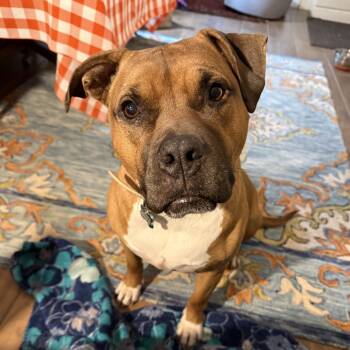 Rescue Pit Bull Terrier Dogs for Adoption in Reisterstown, Maryland - Mia | PetCurious