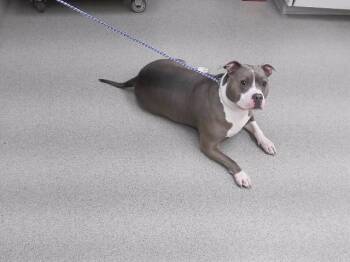 EVEREST -  Boxer and Mixed Breed Dog for Adoption in Omaha, Nebraska - EVEREST | PetCurious