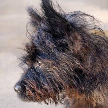 Cairn Terrier Dogs Available for Adoption - Midas | PetCurious