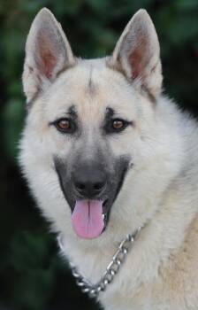 German Shepherd Dog Dogs Available for Adoption in Los Angeles, California - *Coco Von Chamerau | PetCurious
