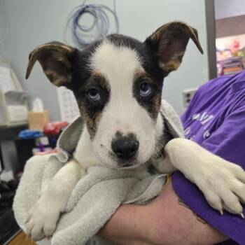 Moose on the Loose -  English Bulldog and Husky Dog for Adoption in Columbia, Missouri - Moose On The Loose | PetCurious