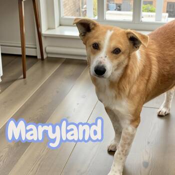 Terrier Dogs Available for Adoption - Maryland | PetCurious