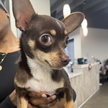 Lil Momma -  Chihuahua Dog for Adoption in Tampa, Florida - Lil Momma | PetCurious