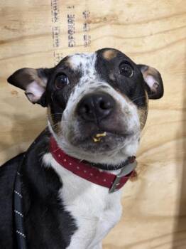 Odie -  Mixed Breed Dog for Adoption in Harbor Springs, Michigan - Odie | PetCurious