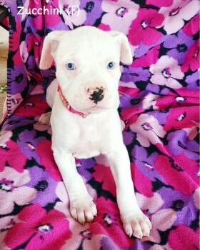 Boxer Dogs Available for Adoption in Monticello, New York - Veg Litter - Zucchini | PetCurious