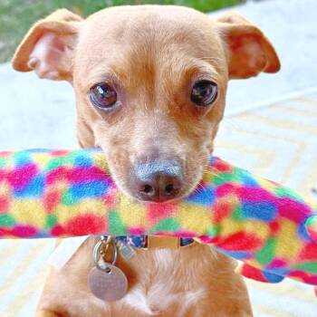 Abbey -  Chihuahua and Miniature Dachshund Dog for Adoption in Lewisville, Texas - Abbey | PetCurious