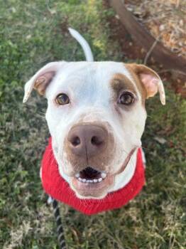 Pit Bull Terrier Dogs Available for Adoption - MARCY | PetCurious