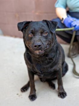 Rescue Mixed Breed Dogs for Adoption in Chamblee, Georgia - Motif - IN FOSTER | PetCurious