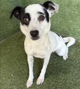 Rescue Rat Terrier and Chihuahua Dogs for Adoption in Manhattan Beach, California - Jilly Jelly Bean!! | PetCurious
