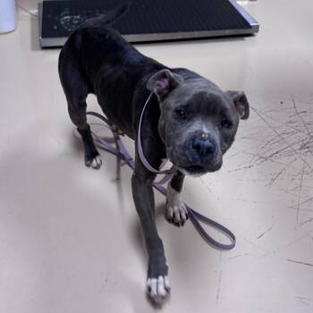Carmen -  Mixed Breed Dog for Adoption in Winston-salem, North Carolina - Carmen | PetCurious