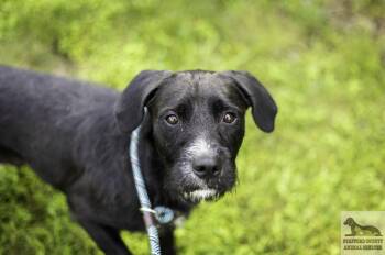 Taffy -  German Wirehaired Pointer Dog for Adoption in Stafford, Virginia - Taffy | PetCurious